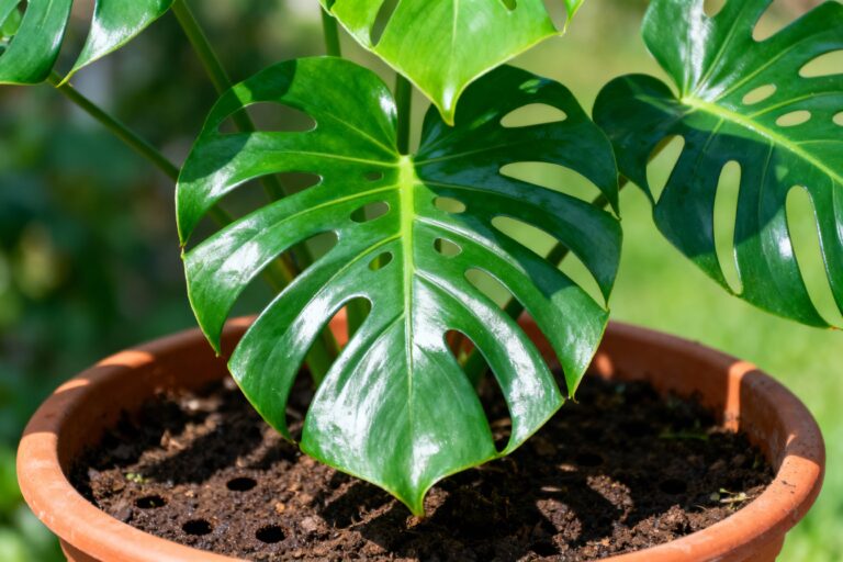 Monstera Care 101 Essential Tips For Thriving Plants