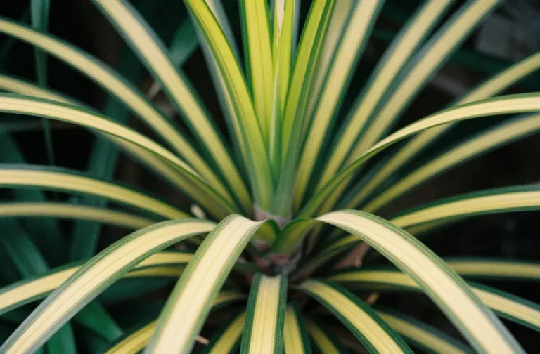 Gold Dust Dracaena: Care Tips and Growing Guide