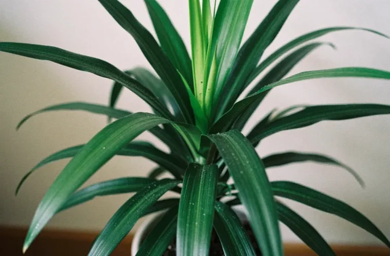 Dracaena Corn Plant Care: Simple Indoor Tips