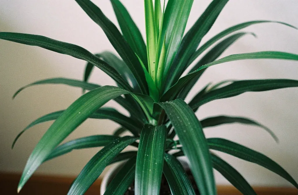 Dracaena Corn Plant Care: Simple Indoor Tips
