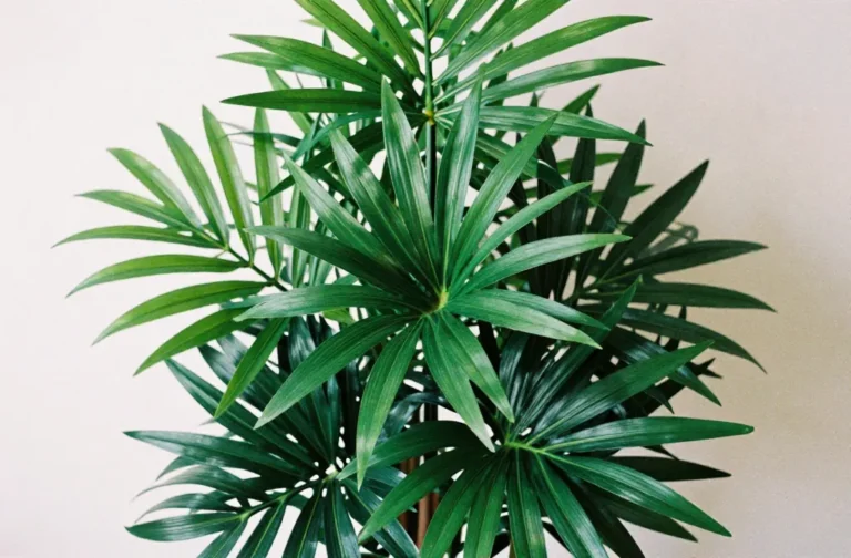 Faux Dracaena Plant: Stylish Low-Maintenance Decor