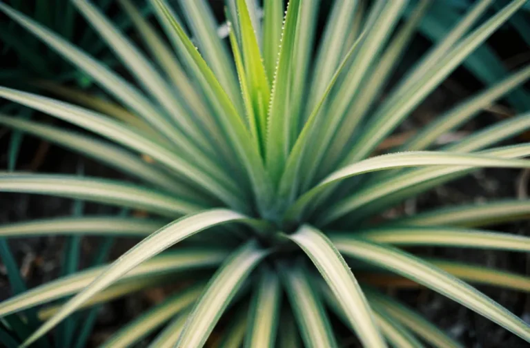 Dracaena Spike Plant: Care and Landscape Uses