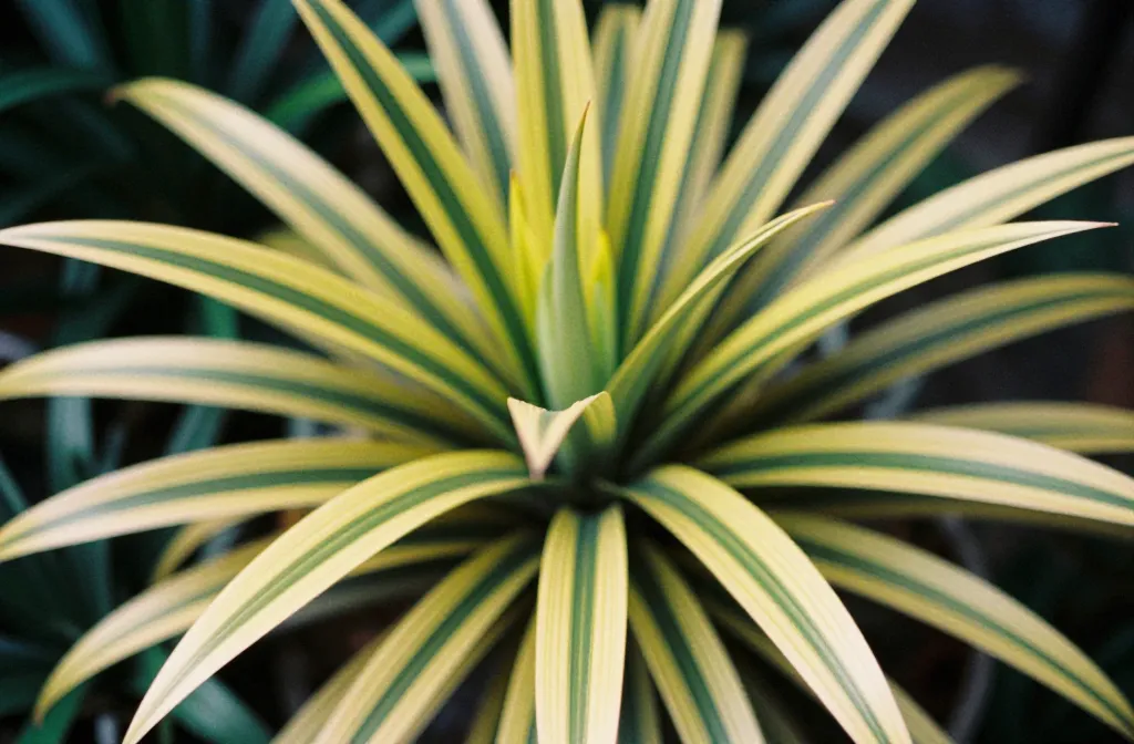 Dracaena Reflexa: Best Conditions for Growth