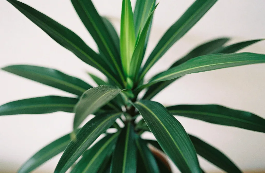 Dracaena Fragrans Indoor: Care for Home Growing