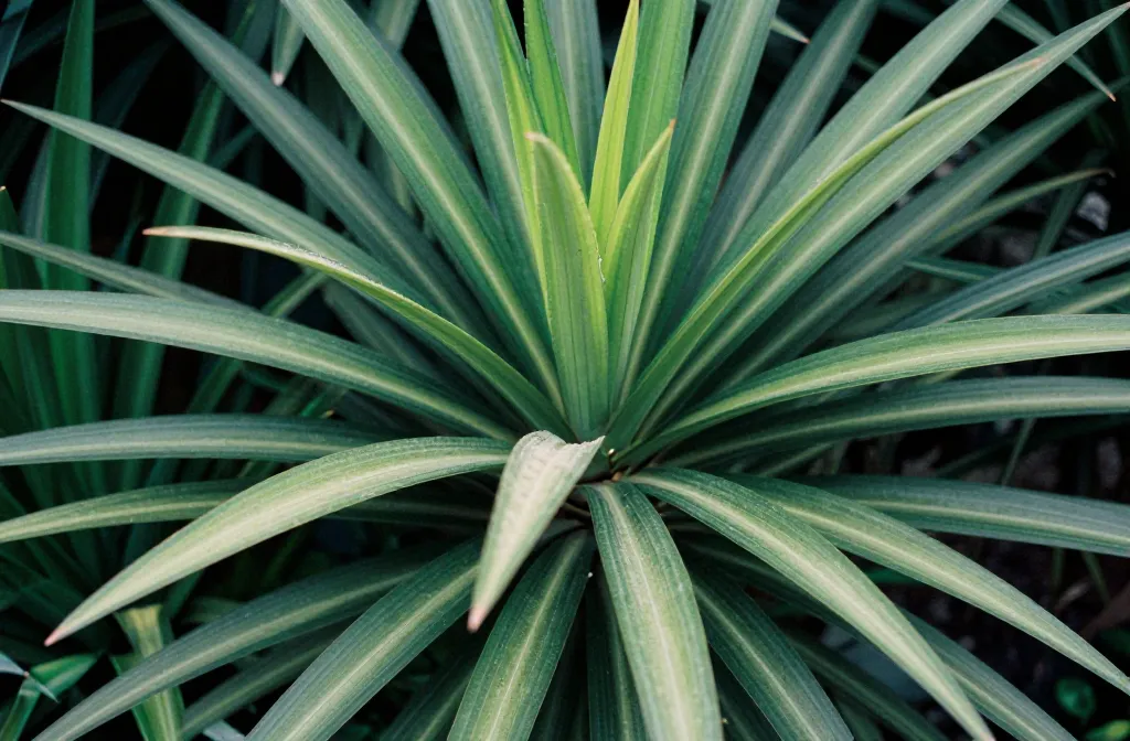 How to Prune Dracaena for Healthy Growth