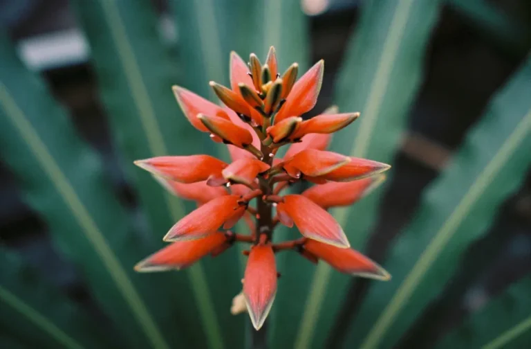 Dracaena Flower: When and How It Blooms Indoors