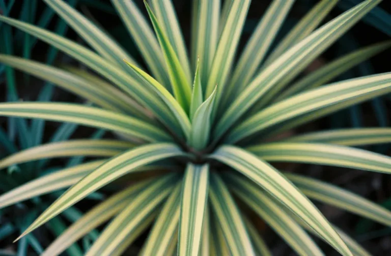 Dracaena Reflexa: Growing and Care Guide