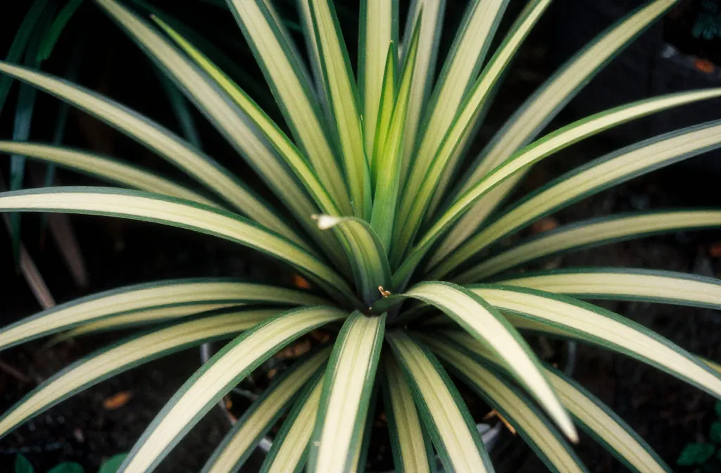 Dracaena Plant Types: Popular Varieties Explained