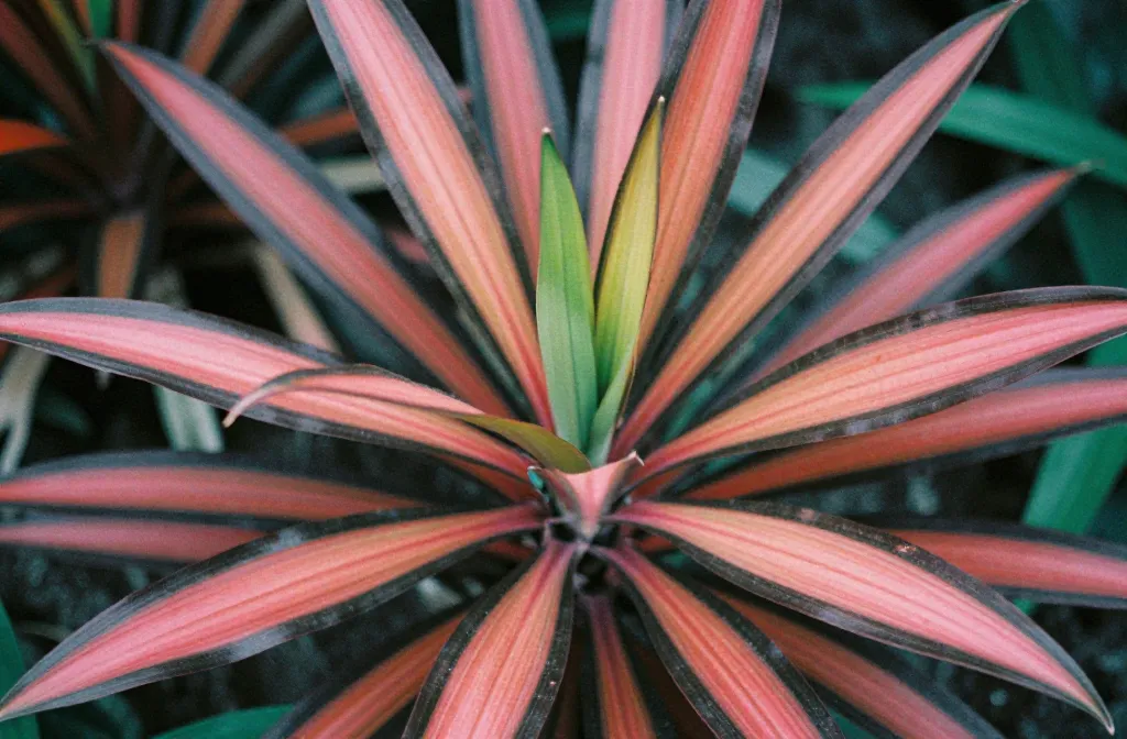 Dracaena Red Sister: Colorful Foliage Care Guide
