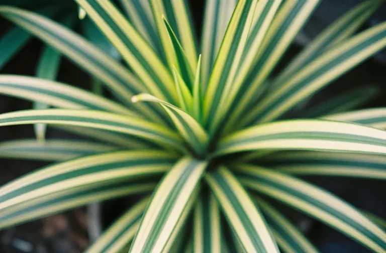 Dracaena Marginata: Complete Care and Styling Guide